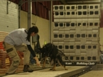 American Bulldog Club
