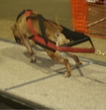 American Bulldog Club