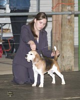 American Bulldog Club