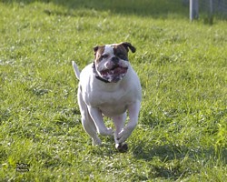 American Bulldog Club