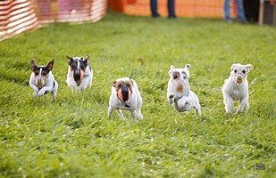 American Bulldog Club