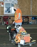 American Bulldog Club