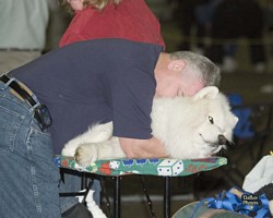 American Bulldog Club
