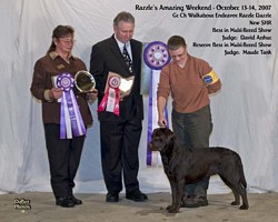 American Bulldog Club