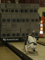 American Bulldog Club