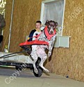 American Bulldog Club