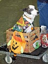 American Bulldog Club