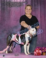American Bulldog Club