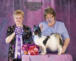 American Bulldog Club