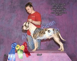 American Bulldog Club