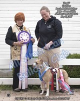 American Bulldog Club