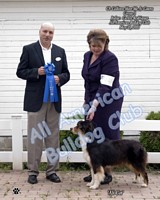 American Bulldog Club