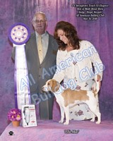 American Bulldog Club