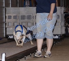 American Bulldog Club