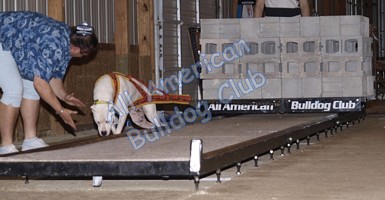 American Bulldog Club