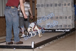 American Bulldog Club