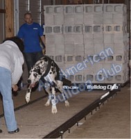 American Bulldog Club