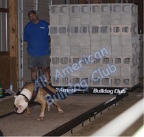 American Bulldog Club