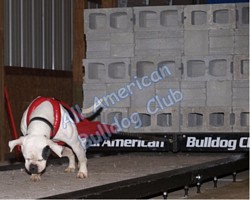 American Bulldog Club