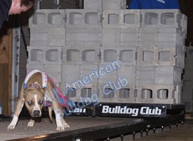 American Bulldog Club
