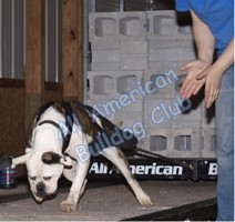 American Bulldog Club