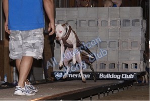 American Bulldog Club