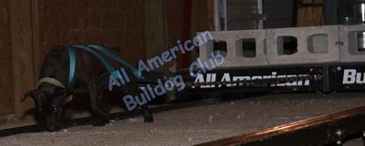 American Bulldog Club
