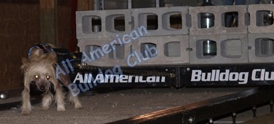 American Bulldog Club