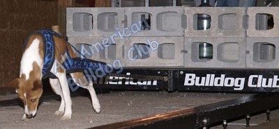 American Bulldog Club