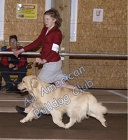 American Bulldog Club