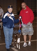 American Bulldog Club