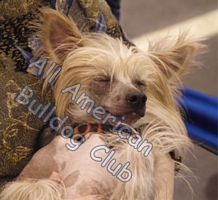 American Bulldog Club
