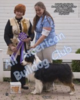 American Bulldog Club