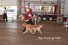 American Bulldog Club