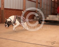American Bulldog Club