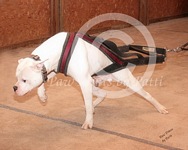 American Bulldog Club