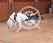 American Bulldog Club