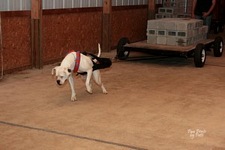 American Bulldog Club