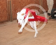 American Bulldog Club