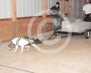 American Bulldog Club