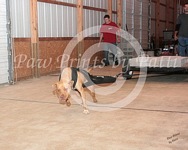 American Bulldog Club