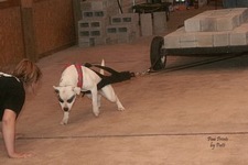 American Bulldog Club