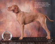 American Bulldog Club