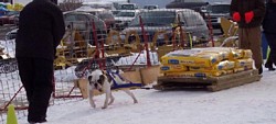 American Bulldog Weight Pull Event