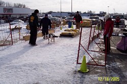 American Bulldog Weight Pull Event