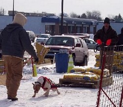 American Bulldog Weight Pull Event