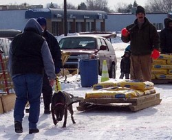 American Bulldog Weight Pull Event